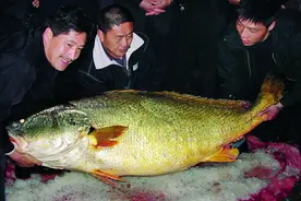 8种“天价”鱼，一条347万，有钱人看了也说贵，网友：吃不起图片