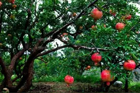 石榴树应该如何修剪，什么季节修剪为好？图片