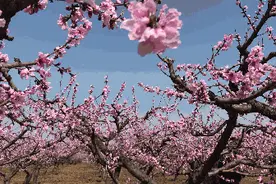 十里桃林花开烂漫，解锁千年古城的最美春色图片