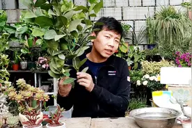 想扦插柠檬，这样修剪枝条和配土，成活很简单！视频封面