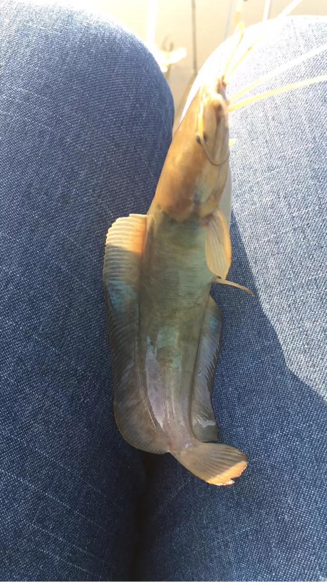 清蒸塘鲺怎么做(药用鱼类) - 桓桂百科号