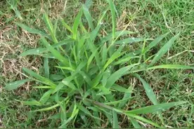 农村1野草，名为“鸡爪草”，常被用来喂牛羊，殊不知是珍贵草药图片