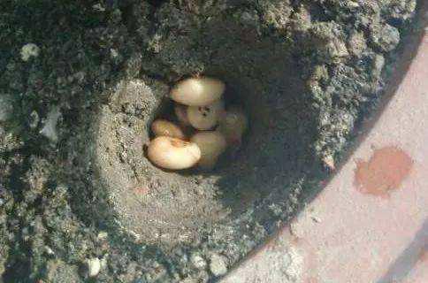 “黄豆”人人都有，煮熟埋盆里，养啥花都旺，3个月用不着施肥