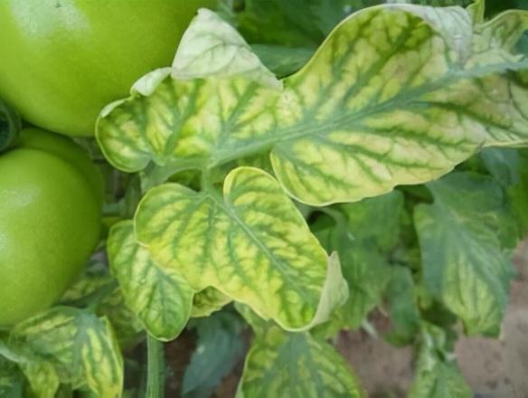 植物必需元素之桥键元素