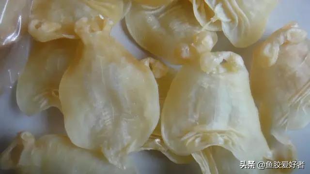 花胶能存放多久 花胶能存放多久不变质