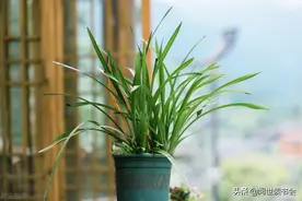 《论语》解读：君子不器图片