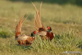 野鸡的母爱图片