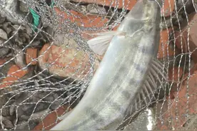 凶猛梭鲈鱼入侵山东多地，临沂钓鱼人：钓了几条，以为是鳜鱼图片