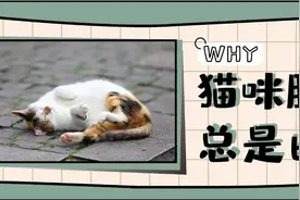 为什么猫咪的肚子多为白色？不同部位的白块又该怎么称呼？图片