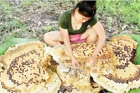 柬埔寨村姑野外系列，野外遇见蜂窝，不用防护采下直接开啃视频封面