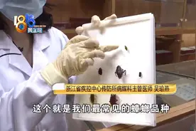 一只蟑螂，一年能繁殖上千万只 怎么对付“小强”点这里图片