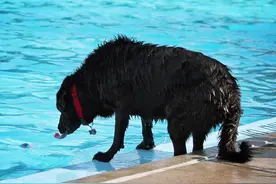 爷爷去世后他的狗也死在了坟墓上，谁也无法解释它怎么找到爷爷的图片