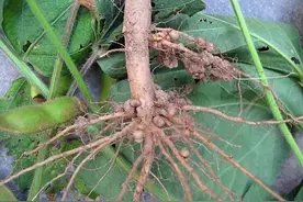 越来越流行的生物有机肥，你真的用对了吗？图片