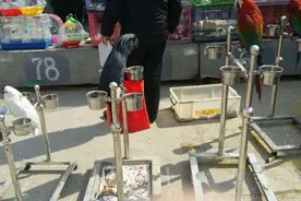 2014年天津花鸟市场，随处可见的金刚葵花鹦鹉，当时价格超低图片