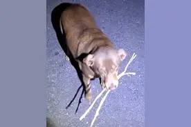 流浪狗不想白吃白喝，每晚叼两根树枝作为交换物，简直太可爱了图片