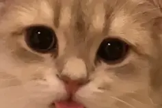 表情包：看我看我看我！！！图片