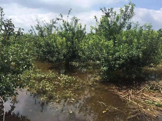 又一波降雨到来，果园管理应该注意什么？