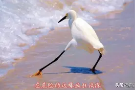 在封号的边缘疯狂试探！亚马逊售后索评小卡片怎么放安全？图片