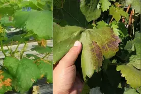 葡萄日灼病原因是什么？怎么防？你不得不知图片