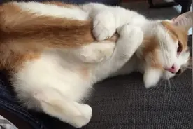 猫咪咬尾巴是在卖萌？别天真了，情况可能比你想象的要严重很多图片