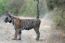 老虎如何繁衍后代？奇怪的知识又增加了图片