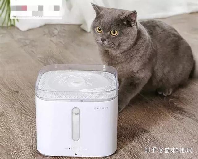 养猫的智商税，快来看看吧