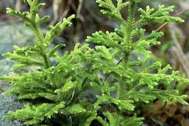 田地里有1种草不常见，枝叶像“蜈蚣”，人称“垂穗石松”，珍贵图片