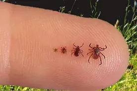 孩子被蜱虫叮咬，家长要牢记“五不要三果断”，否则会伤害孩子图片