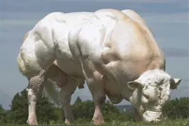 一天能长3斤肉的牛，肌肉发达肉质细腻，为什么我国不引入养殖？图片