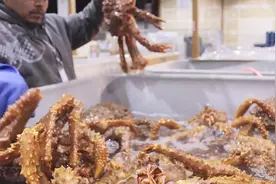 帝王蟹产地如何运输活蟹？放在冰水里维持适宜的温度！视频封面
