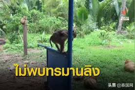 泰国素叻府“猴子学校”并未虐猴摘椰图片
