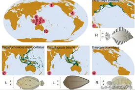 吕振明教授团队在《Nature Genetics》上发表论文，揭示比目鱼类的进化起源及独特体型的形成机制图片