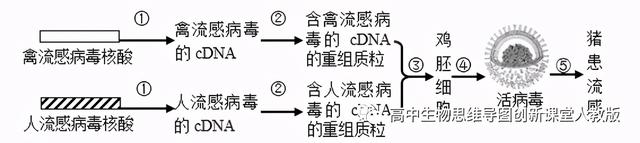 专题09 遗传的物质基础（DNA的结构、复制、转录、翻译）