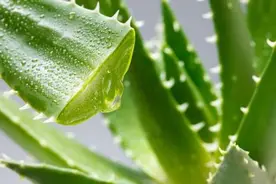 优巴克为你解答_祛疤只用芦荟胶可以吗？图片