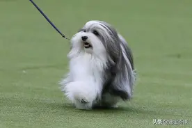 陪伴是最长情的告白，来看看哪些品种的狗狗最长寿图片