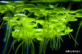 七律   咏浮萍图片