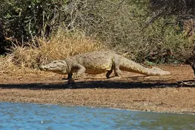 世界上最危险的鳄鱼有多恐怖？34年杀300人，枪弹也杀不死图片