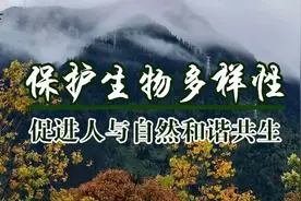 伐木工变身护林员，森林管护全覆盖，青海北山林场再现雪豹图片