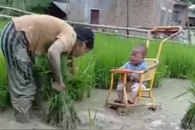 "种田妈妈"走红，放下水稻就养不起娃，网友：什么叫为母则刚图片