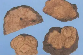 《野外药用植物辨识》-----我们一起识中药图片