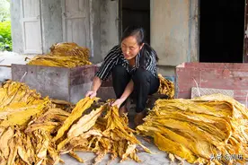 农民大姐每年种植60亩烟叶不觉劳累，心有高兴事，干活也轻松图片