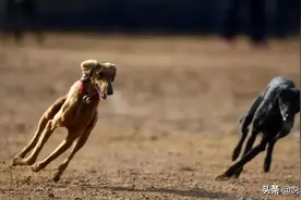 林喜乐：狗友与撵兔图片
