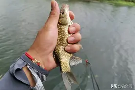 别再问夏季钓鲫鱼用什么味型，以这3种味型为主搭配即有效图片