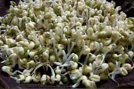教你在家也能发豆芽，连土都不用，3天就能吃到，营养又卫生图片
