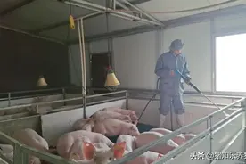 猪场常见的中药，你用对了吗？图片