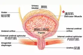 你永远不知道提肛到底多有用，尤其是对男人图片