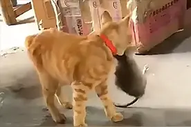 远看橘猫嘴里叼着个东西，看清后揉了揉眼睛：吃激素长大的？图片