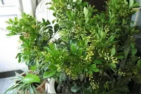 米兰这样养，枝繁叶茂！图片
