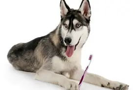 打死恶狗－给狗报仇图片