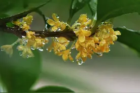 春季桂花移栽修剪有诀窍，苗场老农亲传经验，来年花多枝密长势好图片
